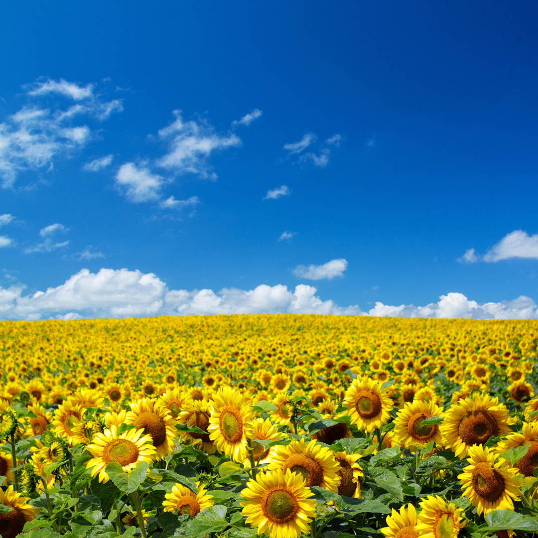 Reach International Outfitters