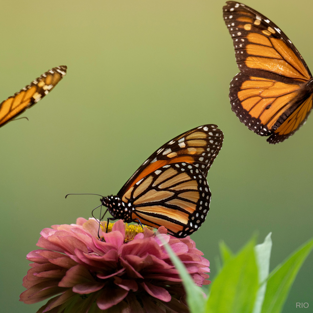 Reach International Outfitters