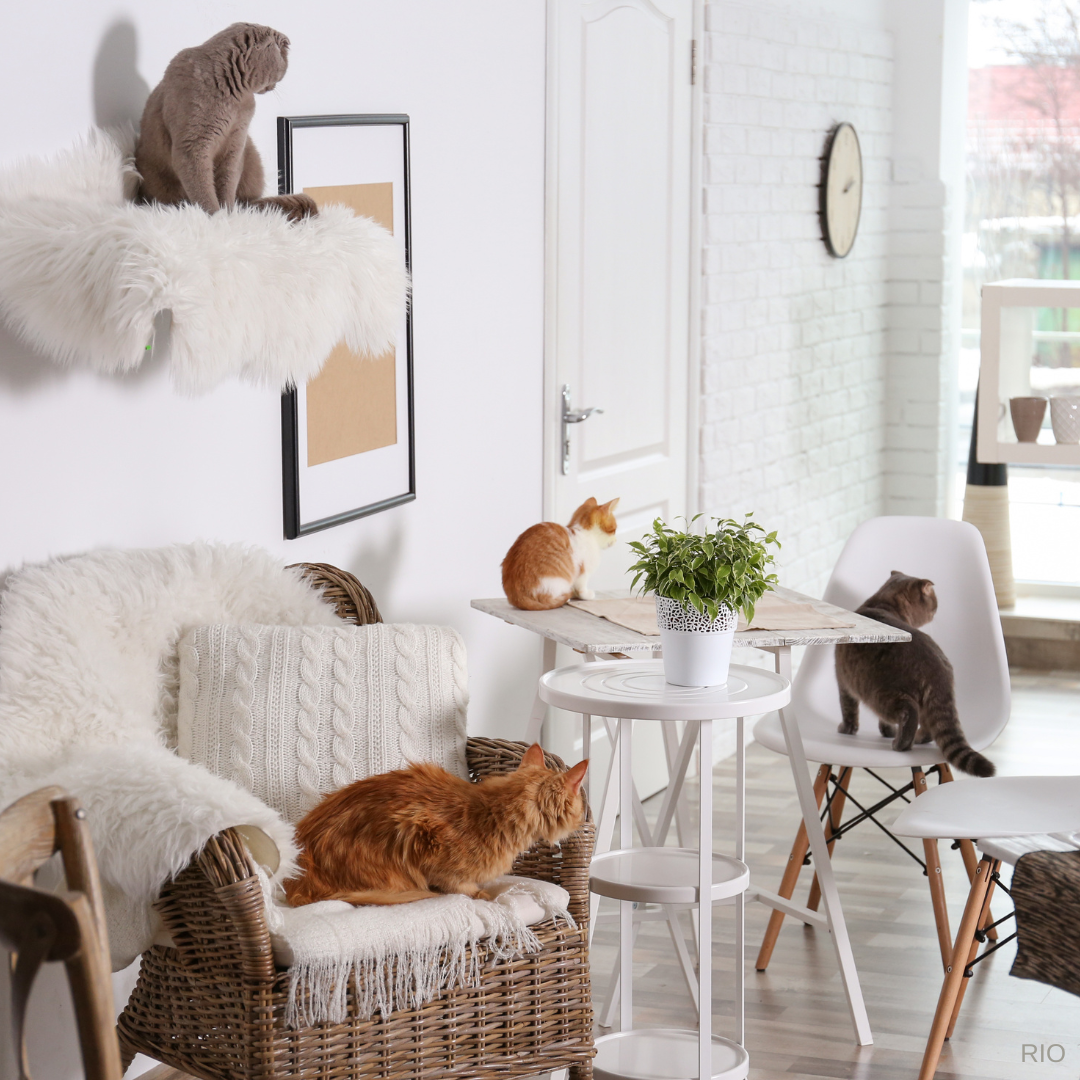 Reach International Outfitters