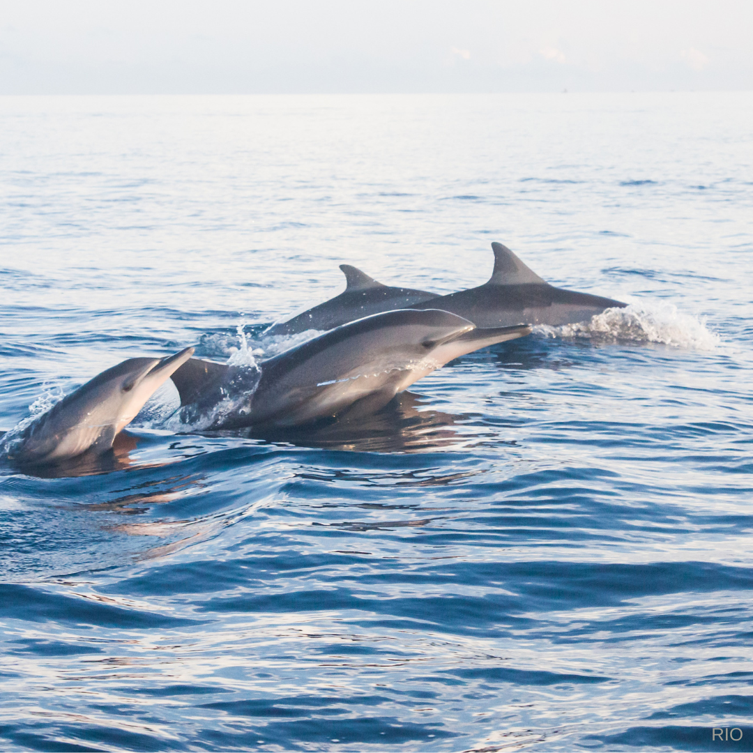 Reach International Outfitters