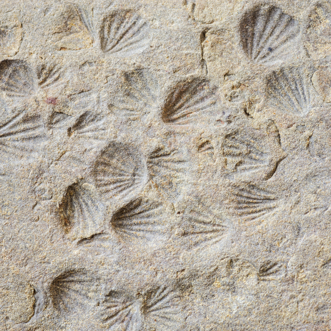 Reach International Outfitters